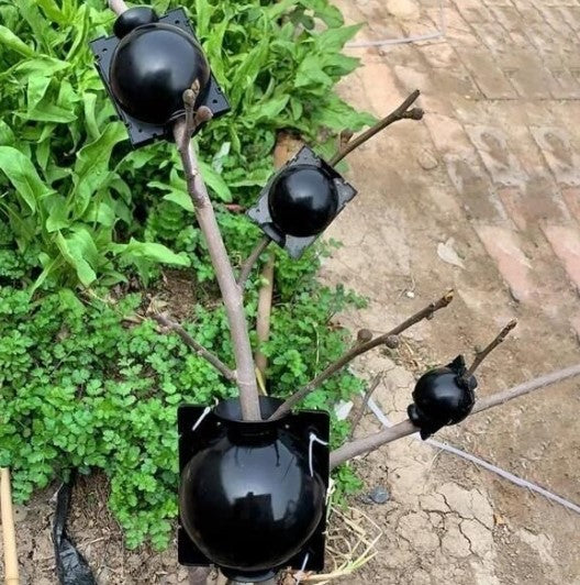 🌱 Augalų šaknų auginimo dėžutė🌱